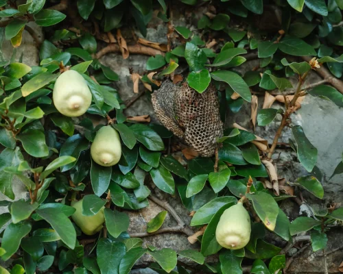 R4 Lasubon_-_AHS07531.jpg